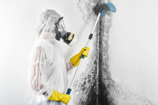 Best Asbestos and Lead Testing During Mold Inspection  in Royal Oak, MI